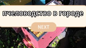 пчелы в городе #пчеловодство #пчелы #топ #рек