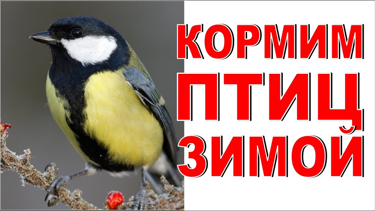 КОРМУШКИ ДЛЯ ПТИЦ своими руками Кормушка за окном из того, что есть дома Кормим птиц зимой смотреть онлайн