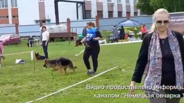 ПОДРОСТКИ СУКИ / КЧК УФА 6 июня`26 З.Данильченко Моно немецких овчарок