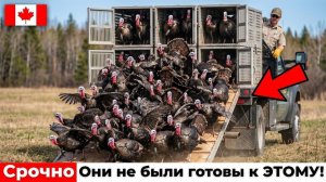 Канада вернула 274 диких индеек из США — то, что случилось с лесами, удивило всех
