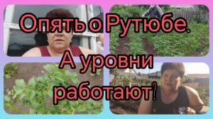 Ягоды на картошке😅 Болезни молодеют. ❓❓❓ Повысят ли уровень😊👍💥