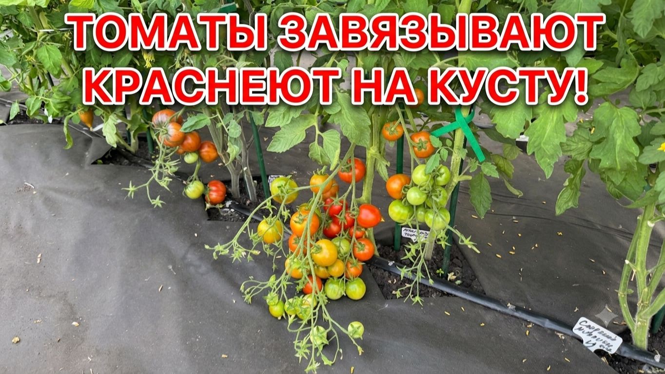 2 ЛОЖКИ на ЛЕЙКУ и ТОМАТЫ ЗАВЯЖУТСЯ КИСТЯМИ! смотреть онлайн