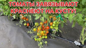 2 ЛОЖКИ на ЛЕЙКУ и ТОМАТЫ ЗАВЯЖУТСЯ КИСТЯМИ!