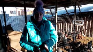 5 лучших пород кур для вашего хозяйства. Какую породу выбрать?