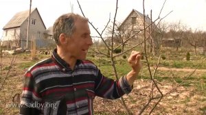 Борьба с тлёй и муравьями в саду  эффективные методы и советы 🌿🛡️