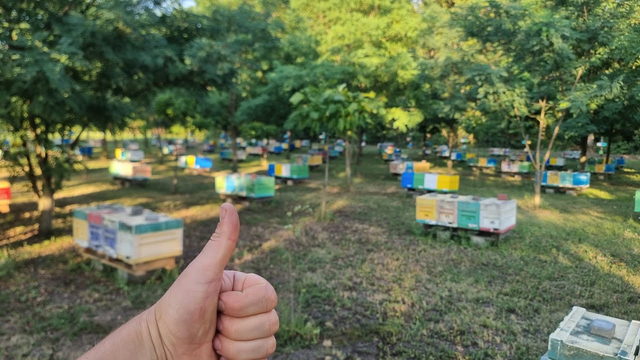 ✅️Провідали Івана Фабро. На пасіці у Івана Фабро 😉 смотреть онлайн