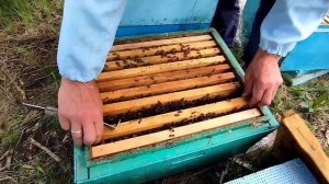 24 мая Подселение отводков, взяток с Акации 🌞🐝👍