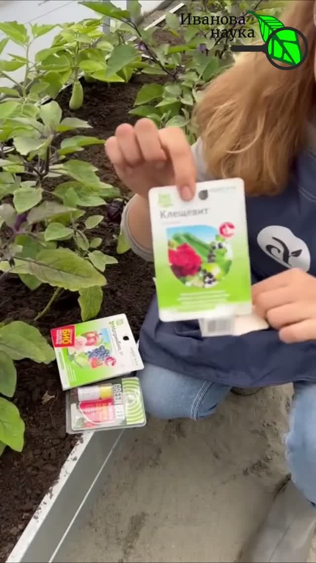🕷️ СГОРАЕТ СРАЗУ🥒: убрать ПАУТИННОГО КЛЕЩА за 1 раз. ОДНО средство против клеща 🍃 Спасаем огурцы.