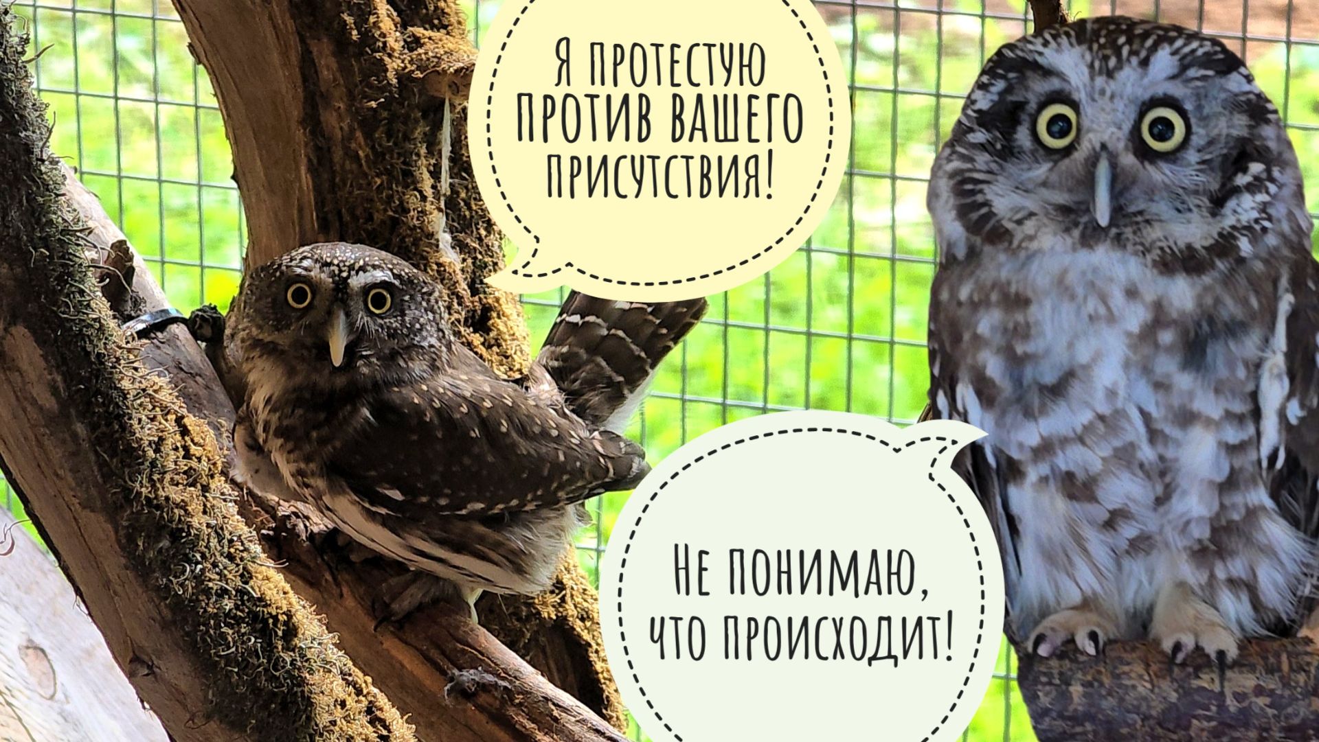 Братья фазаны снова вместе! Пёс Кубик хитрый манипулятор. Сова Кроша потеряла свою кругленькость смотреть онлайн