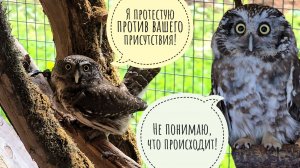Братья фазаны снова вместе! Пёс Кубик хитрый манипулятор. Сова Кроша потеряла свою кругленькость