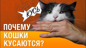 Почему кот/кошка кусается или нападает на руки и ноги?