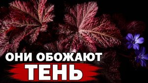 ОНИ ОБОЖАЮТ ТЕНЬ! 10 растений для самых темных уголков сада