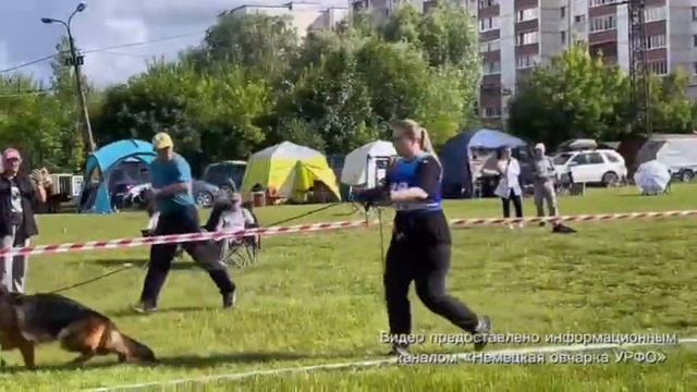 РАБОЧИЙ СУКИ / КЧК УФА 6 июня`26 З.Данильченко Моно немецких овчарок