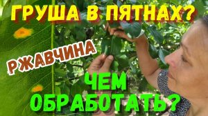 Ржавчина на Груше Чем Обработать и Как Спасти Урожай