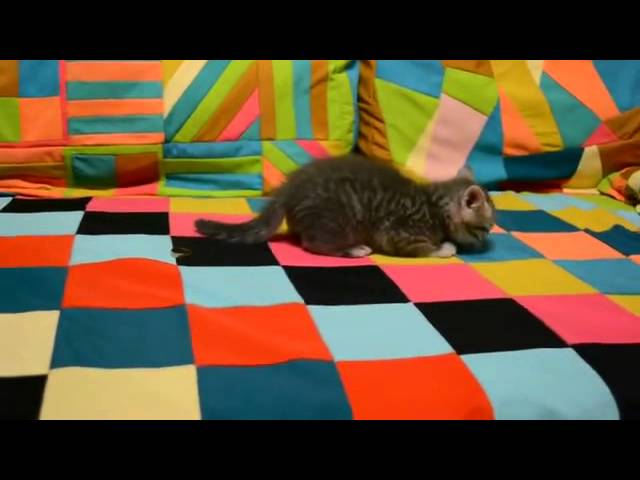 cat and a wedding ring (кот и свадебное кольцо) смотреть онлайн