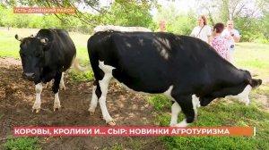 Коровы, кролики и сыр: новинки агротуризма в Ростовской области