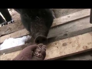 свинья заходит в домик