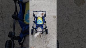 Снежок выехал на прогулку на коляске