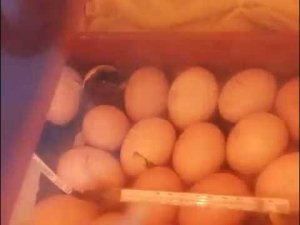 рождение цыплят в моем самодельном инкубаторе