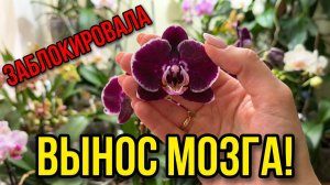 Орхо новости из зимнего сада. Возмущения и вынос мозга. Заблокировала. Недовольна орхидеей.