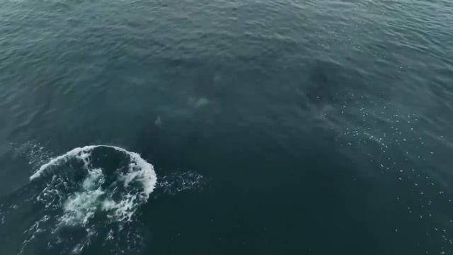 Sea Animal Facts_ Shark vs. Orca _ CBC Kids