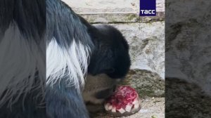 В калининградском зоопарке из-за жары животным начали давать мороженое.