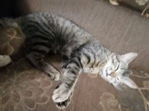 коты котики