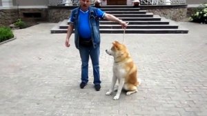 Акита-Ину, Тигран (Тигги). Кобель1 год 6 месяцев.