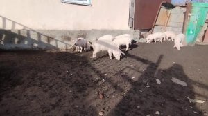 Выпустил поросят погулять в карде