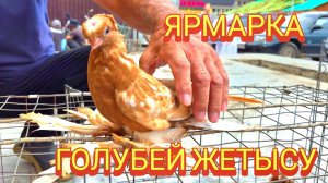 Летняя Ярмарка голубей Талдыкоргана. #голубеводство