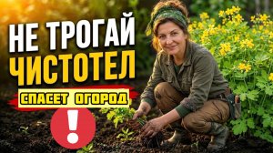ЧИСТОТЕЛ оказался одним из самых полезных растений для огорода!