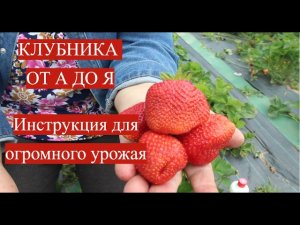 КЛУБНИКА ОТ А ДО Я! Моя секретная система для огромного урожая.
