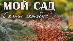 МОЙ САД: как выглядит сад в самом конце октября