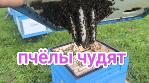 Рой пчёл строит магазин. Пчеловодство Владимирской области.