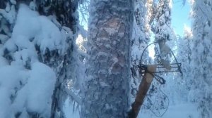 установка  капкана КА2 на куницу и соболя (на сбежек)