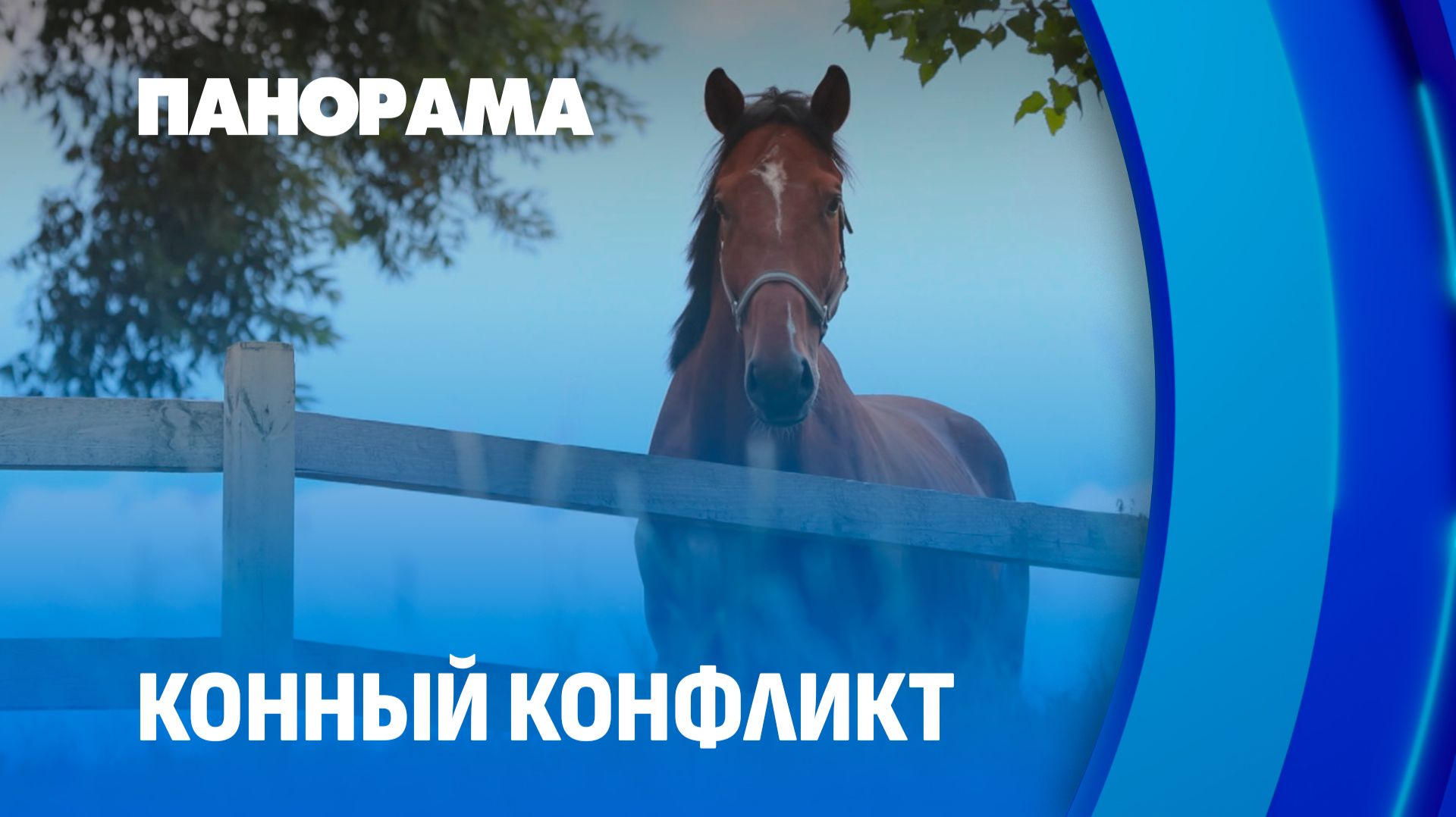 Конный конфликт: 96 лошадей оказались под угрозой выселения. Панорама