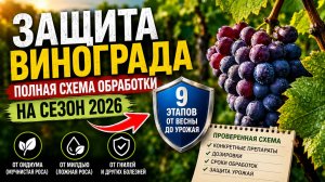 Защита винограда от болезней: 9 шагов обработки + баковые смеси и сроки ожидания