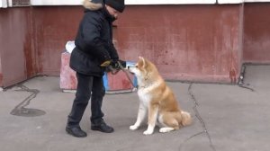 Воспитание щенка Акита-Ину.