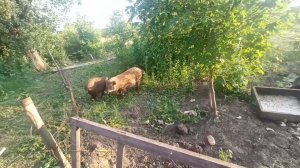 Наконец то переселили свиней в загон