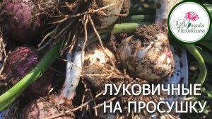 Луковичные на просушку