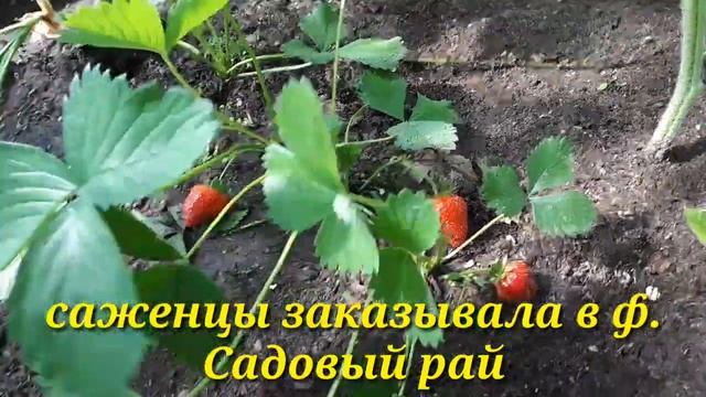 2541.  ВПЛ.Ягода от ф. Садовый рай начала плодоносить!