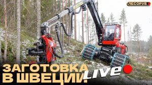 Заготовка в Швеции. #лесозаготовка #харвестер #форвардер