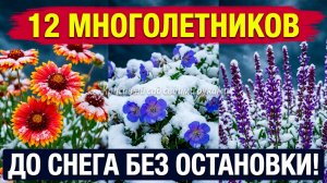 ЭТИ 12 МНОГОЛЕТНИКОВ ЦВЕТУТ ВСЁ ЛЕТО БЕЗ ОСТАНОВКИ!