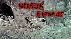 Медведи в дикой природе съёмка скрытой камерой