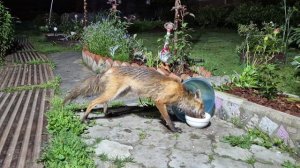 (1311) Лиса приходит в гости. Июнь 2026