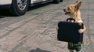 Собаки в другой реальности 🐶😂