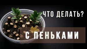 Пеньки у замиокулькаса — признак проблем в уходе? Что с ними делать