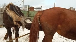Ветка пристает к Жеребцу