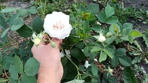 Мои розы зимующие без укрытия в Туле.