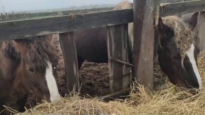 Жеребец и Ветка узнали друг друга после долгой разлуки